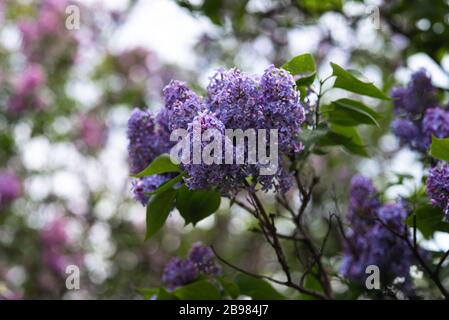 Der Frühling ist im Brooklyn Botanical Garden für ihr jährliches Cherry Blossom Festival entstanden. Stockfoto