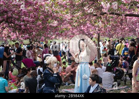 Der Frühling ist im Brooklyn Botanical Garden für ihr jährliches Cherry Blossom Festival entstanden. Stockfoto