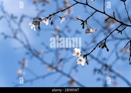 Blüte von Somei-yoshino, Rikugi-en Garden, Bunkyo- Ku, Tokio, Japan Stockfoto