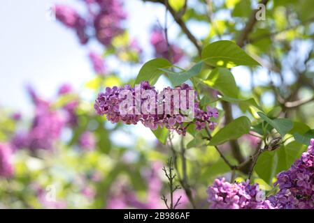 Der Frühling ist im Brooklyn Botanical Garden für ihr jährliches Cherry Blossom Festival entstanden. Stockfoto