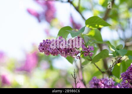 Der Frühling ist im Brooklyn Botanical Garden für ihr jährliches Cherry Blossom Festival entstanden. Stockfoto