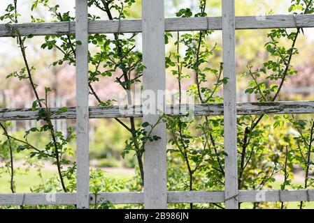 Der Frühling ist im Brooklyn Botanical Garden für ihr jährliches Cherry Blossom Festival entstanden. Stockfoto