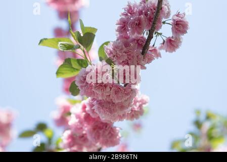 Der Frühling ist im Brooklyn Botanical Garden für ihr jährliches Cherry Blossom Festival entstanden. Stockfoto