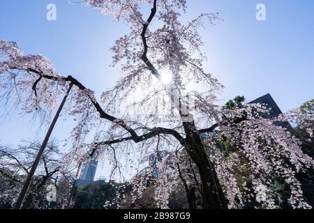 Weinender Kirschbaum, Koishikawa Korakuen Gardens, Bunkyo-Ku, Tokio, Japan Stockfoto