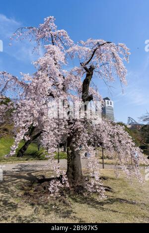 Weinender Kirschbaum, Koishikawa Korakuen Gardens, Bunkyo-Ku, Tokio, Japan Stockfoto