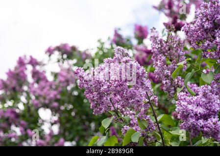 Der Frühling ist im Brooklyn Botanical Garden für ihr jährliches Cherry Blossom Festival entstanden. Stockfoto