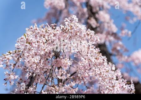 Weinender Kirschbaum, Koishikawa Korakuen Gardens, Bunkyo-Ku, Tokio, Japan Stockfoto