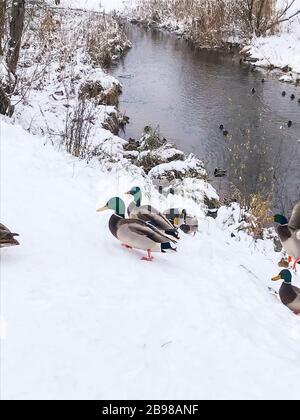 Winter. Enten im Schnee auf dem Fluss. Überwintern von Vögeln. Studio Foto Stockfoto