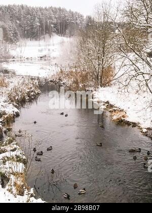 Winter. Enten im Schnee auf dem Fluss. Überwintern von Vögeln. Studio Foto Stockfoto