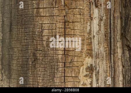 Trockenes Holz hat einen gerissenen Hintergrund Stockfoto