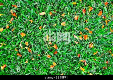 Frische Potpourri flach lag, rote Kronblätter auf lebendigem grünem Gras. Stockfoto