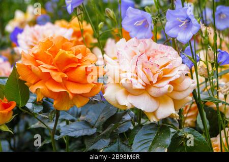 Hübsche Aprikosenorange duftende, voll doppelte Floribunda-Rose "überbärtet", die in einem englischen Garten zu rosa Blüte mit blassblauer campanula verblasst Stockfoto