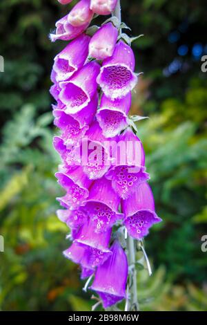 Digitalis purpurea (Common Foxhandschuh) blüht im Sommer in einem englischen Garten in Surrey im Südosten Englands Stockfoto