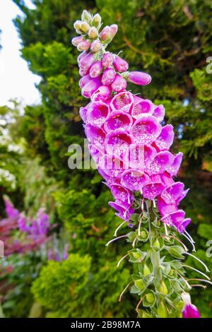 Digitalis purpurea (Common Foxhandschuh) blüht im Sommer in einem englischen Garten in Surrey im Südosten Englands Stockfoto