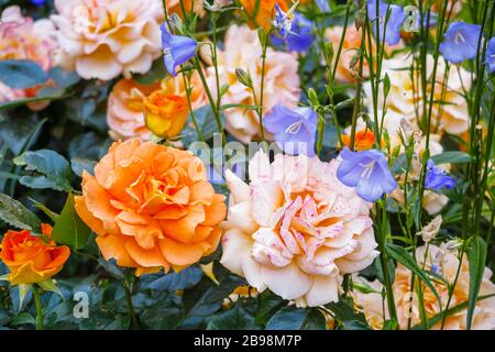 Hübsche Aprikosenorange duftende, voll doppelte Floribunda-Rose "überbärtet", die in einem englischen Garten zu rosa Blüte mit blassblauer campanula verblasst Stockfoto