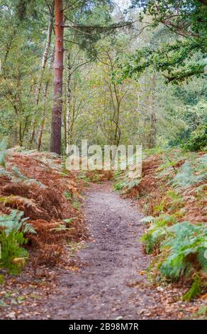 Fußweg durch Farne und Bracken im Wald, der sich im Herbst in Braun verwandelt, Frensham Great Pond in der Nähe von Farnham, Surrey, Südostengland Stockfoto
