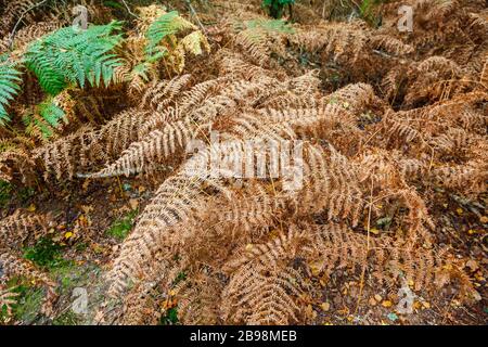 Farne und Bracken im Wald werden braun, während sie im Herbst sterben, Frensham Great Pond in der Nähe von Farnham, Surrey, Südostengland Stockfoto