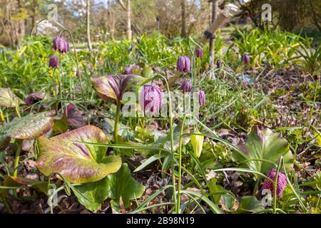 Filigrane lila Fritilllary oder Schlangenkopflilie, (Fritillaria meleagris), die im Frühjahr im Wald im RHS Garden, Wisley, Surrey, blüht Stockfoto