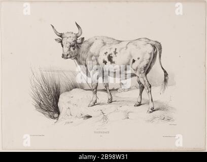 Bull (pl.2) Jean-Victor Vincent Adam (1801-1866), peintre et lithographe français. Taureau (pl. 2). Lithographie au crayon, XIXème siècle. Paris, musée Carnavalet. Stockfoto