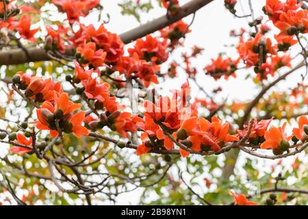 Blühender Bombax ceiba oder roter Baumwollbaum Stockfoto
