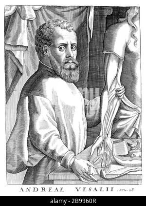 1542, BELGIEN: Der flamische Anatom ANDREAS VESALIUS (* 1514; † 1564) alias ANDREA VESALIO alias Andreas van Wesel. Autor von de Humani Corporation Fabrica Libri Septem (auf dem Gewebe des menschlichen Körpers). Hochformat Radierung, 28 Jahre alt. - ANATOMIE - ANATOMIE - ANATOM - ANATOMISTA - Wissenschaftler - Porträt - Ritratto - DOTTORE - MEDICO - MEDICINA - Medizin - SCIENZA - WISSENSCHAFT - DOTTORE - MEDICIAN - Illustration - Gravur - Incision - Bart - Barba - BELGIO -- Archivio GBB Stockfoto