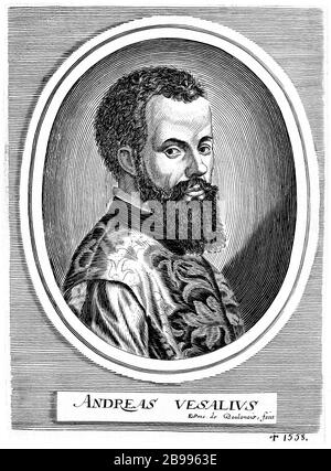 1542, BELGIEN: Der flamische Anatom ANDREAS VESALIUS (* 1514; † 1564) alias ANDREA VESALIO alias Andreas van Wesel. Autor von de Humani Corporation Fabrica Libri Septem (auf dem Gewebe des menschlichen Körpers). Porträt Radierung im Alter von 28 Jahren von Edmède Boulonois , 1682 . - ANATOMIE - ANATOMIE - ANATOM - ANATOMISTA - Wissenschaftler - Porträt - Ritratto - DOTTORE - MEDICO - MEDICINA - Medizin - SCIENZA - WISSENSCHAFT - DOTTORE - MEDICIAN - Illustration - Gravur - Incision - Bart - Barba - BELGIO -- Archivio GBB Stockfoto
