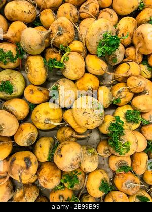 Rundes gelbes Rettobst, farmen Sie natürliches Gemüse ohne genetisch veränderte Zutaten. Studio Foto Stockfoto