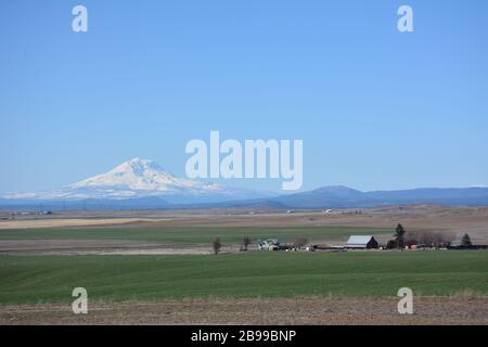 Mount Adams von Südosten gesehen, mit einem Vordergrund von Ackerland in Klickitat County und Wald, Washington State, USA. Stockfoto