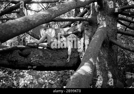 Der sechsjährige Junge (Modell veröffentlicht) ruht in der riesigen Fichte in Upstate NY am 17.08.52. Stockfoto