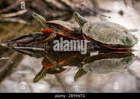 Spiegelung zweier Western Painted Turtles (Chrysemys picta bellii) Stockfoto