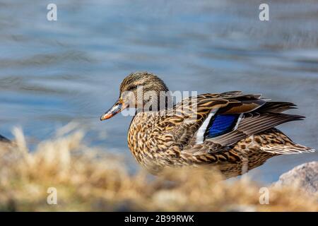 Henne Mallard Duck (Anas platyrhynchos) Colorado, USA Stockfoto