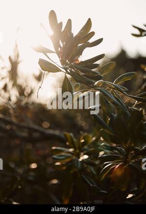 Weiches Sonnenlicht scheint durch die Blätter. Stockfoto