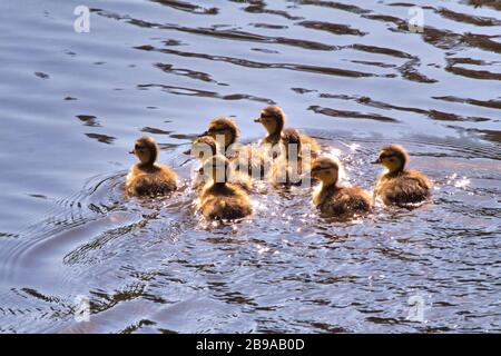 Acht kleine Ducklinge schwimmen zusammen in einem kleinen Teich in CA. Stockfoto