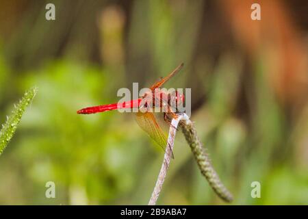 Sehr leuchtend rote Libelle, die auf einer Grasklinge in der Nähe von Apond ruht. Stockfoto