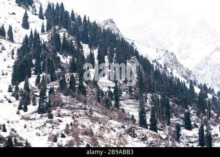 Im Medeu-Tal bei Almaty, Kasachstan, sind die Waldbäume schneebedeckt. Viele Kiefern in der Nähe des Skigebiets Shymbulak. Winterwetter. Stockfoto