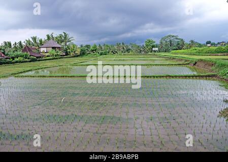 Ein Panoramablick auf das frisch gepflanzte Reisfeld in Bali, Indonesien Stockfoto