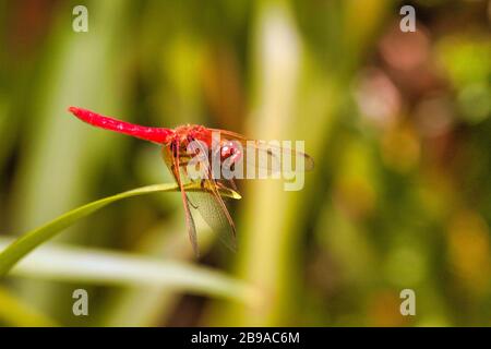 Sehr leuchtend rote Libelle, die auf einer Grasklinge in der Nähe von Apond ruht. Stockfoto