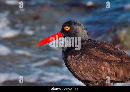 Clos-up Blick auf einen amerikanischen Austercatcher, der den Strand in Kalifornien durchquert. Stockfoto