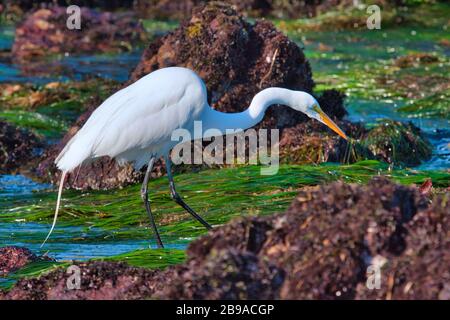 Weißer Egret sucht in den Kelpbetten in Kalifornien nach einer Mahlzeit. Stockfoto