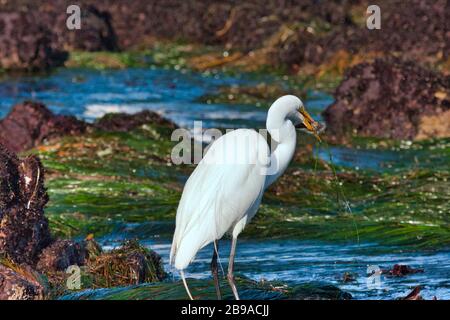 Weißer Egret sucht in den Kelpbetten in Kalifornien nach einer Mahlzeit. Stockfoto