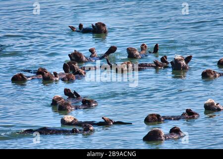 Eine Kolonie von Seeottern zusammen auf den Gewässern in der Nähe von Moss Landing in CA. Stockfoto