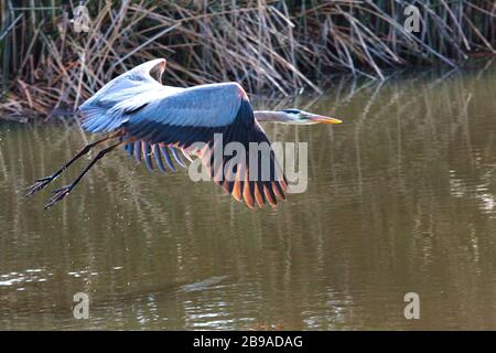 Großer blauer Reiher im Flug über einen kleinen Teich in Kalifornien. Stockfoto