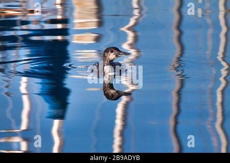 Meeresduck schwimmt durch einen stark reflektierenden Ozean an einem Bootshafen. Stockfoto