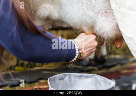 Nahaufnahme einer Frau, die eine Kuh mit der Hand melken Stockfoto