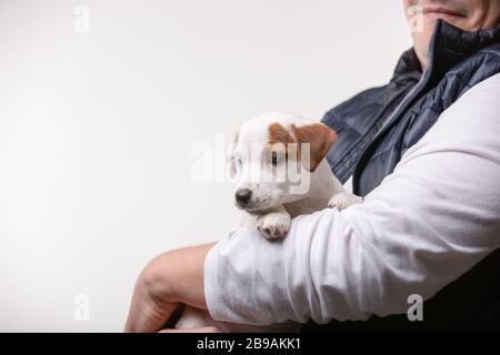 Mann hält Jack russell Terrier Welpen in den Händen Stockfoto