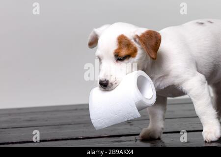 Kleine terrier Welpe mit WC-Papier im Studio Stockfoto