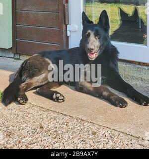 Porträt einer wunderschönen Deutschen Schäferhund oder Schäferhund. Stockfoto