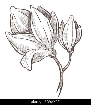 Blumen blühen, magnolia Pflanzen isolierte Skizzenzeichnung Stock Vektor