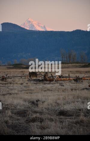 Ein offener blick auf das Steigerwald Lake National Wildlife Refuge in der Nähe von Washougal am Columbia River im US-Bundesstaat Washington bietet einen Blick auf Mt Hood. Stockfoto