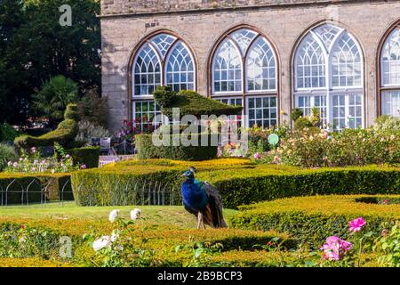 Pfauenschlittel auf Warwick Castle, Großbritannien Stockfoto